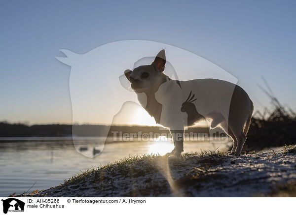 Chihuahua Rde / male Chihuahua / AH-05266
