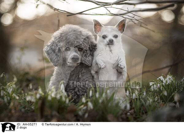 2 dogs / AH-05271