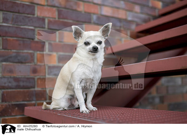 Chihuahua Rde / male Chihuahua / AH-05280