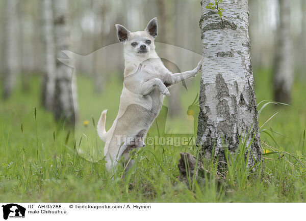 male Chihuahua / AH-05288