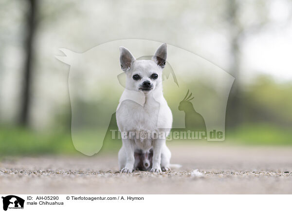 male Chihuahua / AH-05290