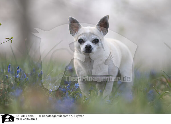 Chihuahua Rde / male Chihuahua / AH-05299