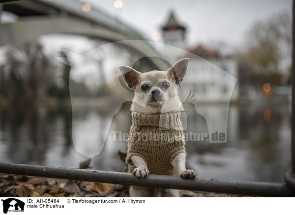 male Chihuahua / AH-05464