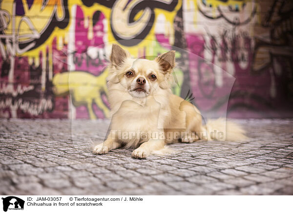 Chihuahua vor Graffiti / Chihuahua in front of scratchwork / JAM-03057