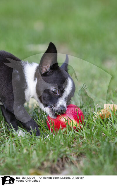 junger Chihuahua / young Chihuahua / JM-13099