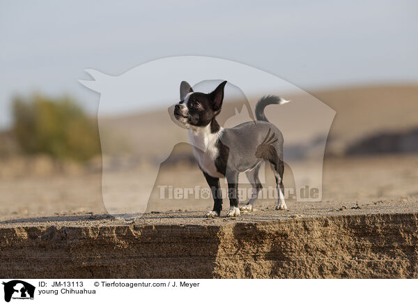 young Chihuahua / JM-13113
