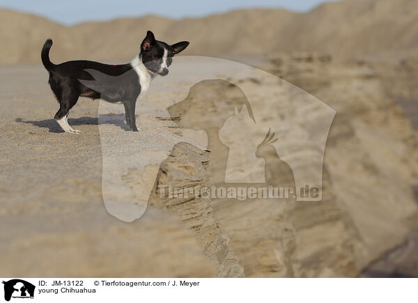 young Chihuahua / JM-13122
