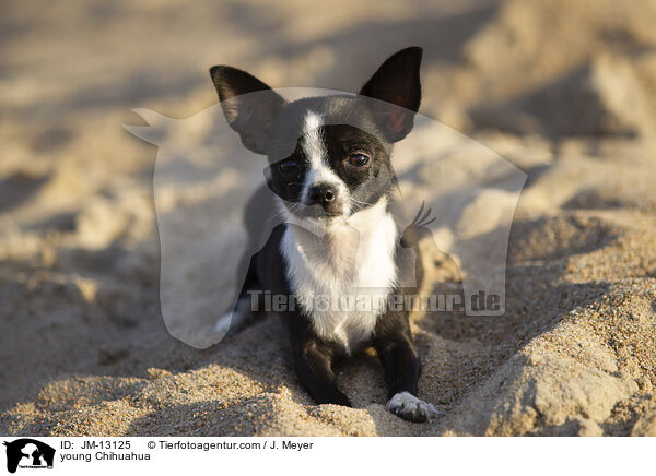 young Chihuahua / JM-13125