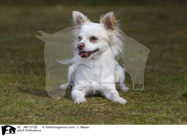 adult Chihuahua / JM-13126