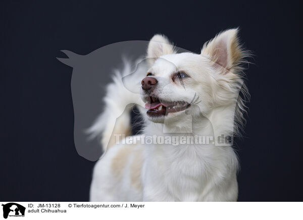 adult Chihuahua / JM-13128