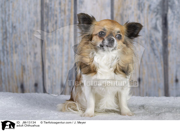 adult Chihuahua / JM-13134
