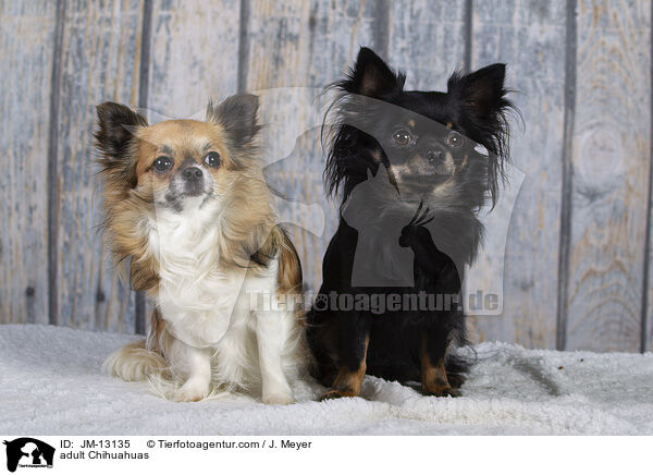 adult Chihuahuas / JM-13135