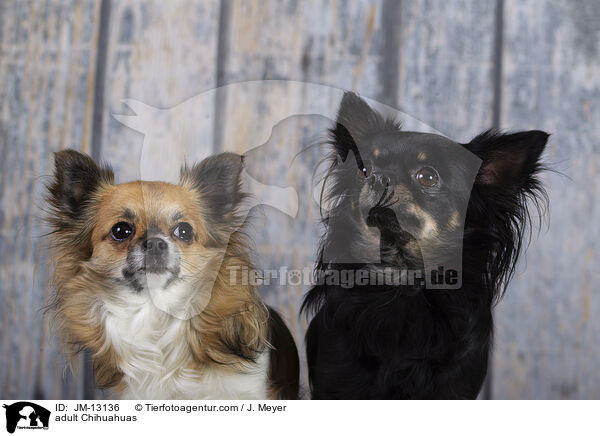 erwachsene Chihuahuas / adult Chihuahuas / JM-13136