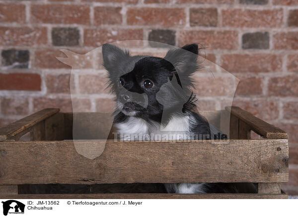 Chihuahua / JM-13562