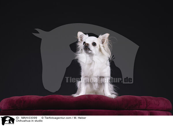 Chihuahua in studio / MAH-03099