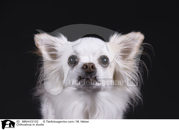 Chihuahua in studio / MAH-03102