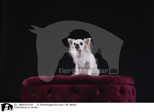 Chihuahua in studio / MAH-03105