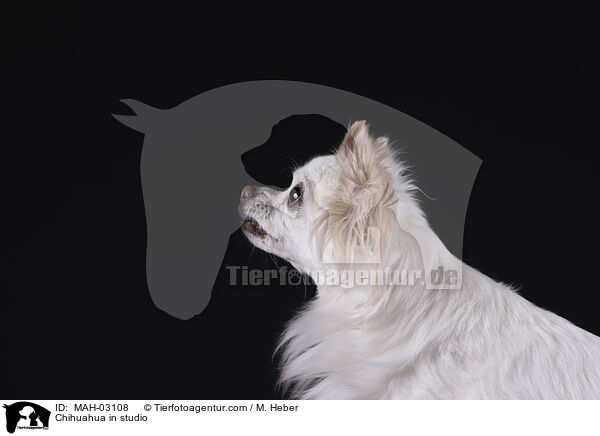 Chihuahua in studio / MAH-03108