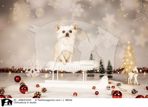 Chihuahua im Studio / Chihuahua in studio / JAM-03320