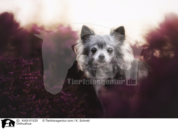 Chihuahua / Chihuahua / KAS-01020