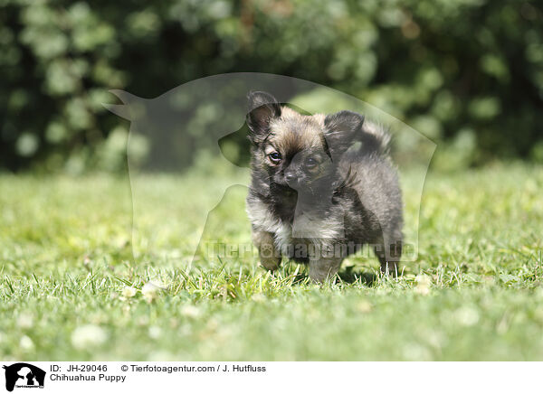 Chihuahua Puppy / JH-29046
