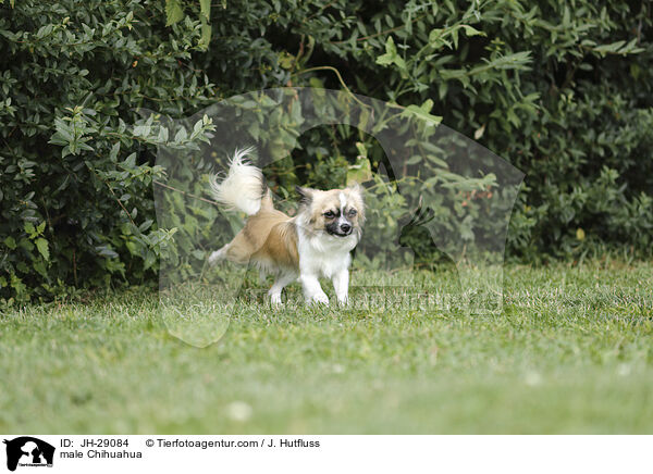 male Chihuahua / JH-29084