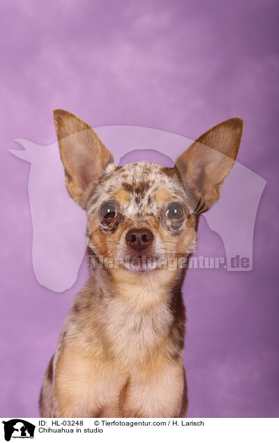 Chihuahua in studio / HL-03248