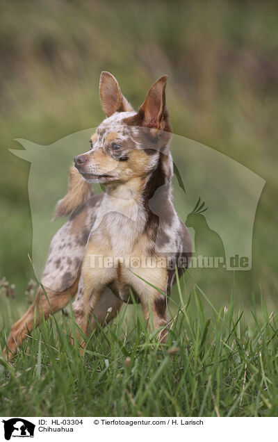 Chihuahua / HL-03304