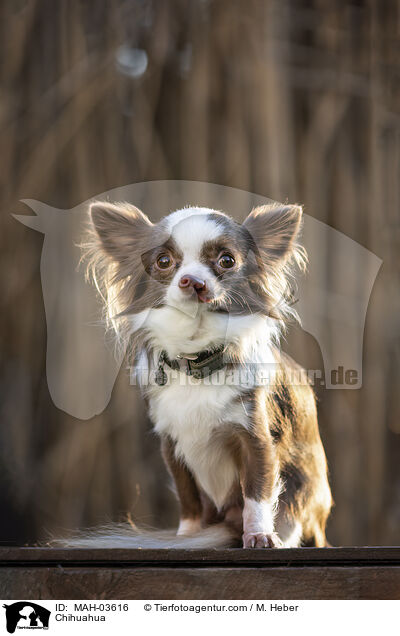 Chihuahua / MAH-03616