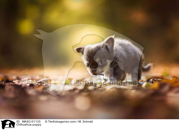 Chihuahua puppy / MASC-01133