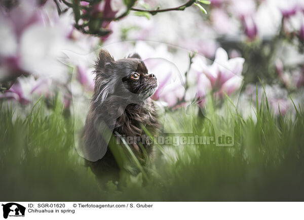 Chihuahua in spring / SGR-01620