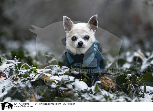 Chihuahua Rde / male Chihuahua / AH-06057