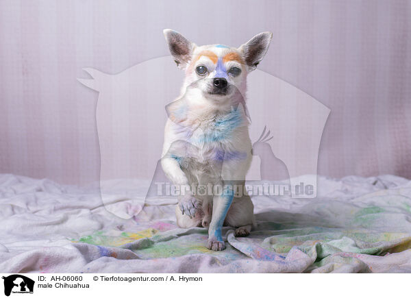 Chihuahua Rde / male Chihuahua / AH-06060