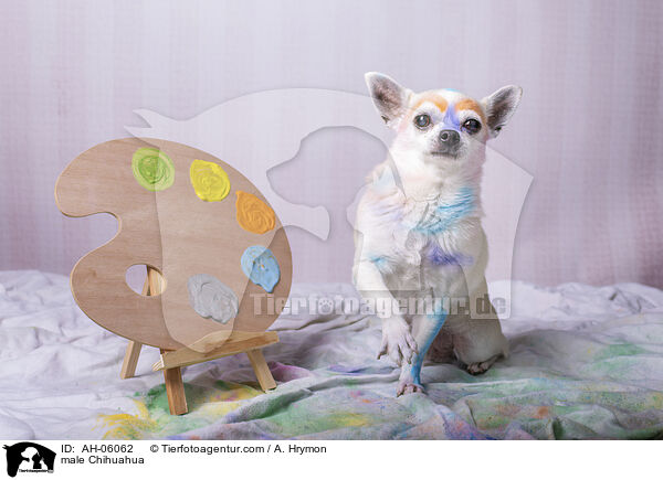 Chihuahua Rde / male Chihuahua / AH-06062