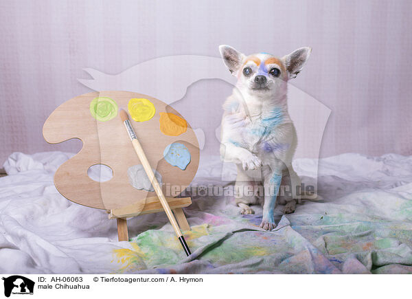 Chihuahua Rde / male Chihuahua / AH-06063