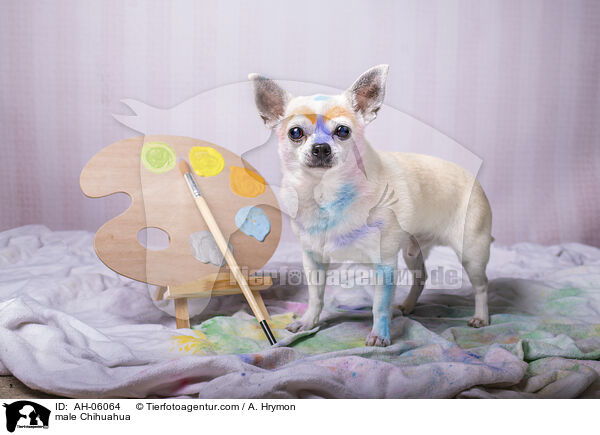Chihuahua Rde / male Chihuahua / AH-06064
