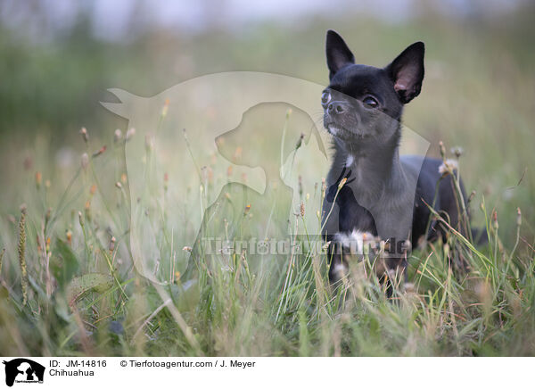 Chihuahua / JM-14816