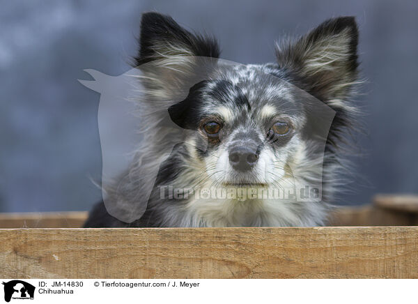 Chihuahua / Chihuahua / JM-14830