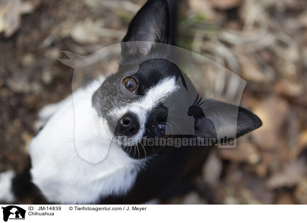 Chihuahua / Chihuahua / JM-14839