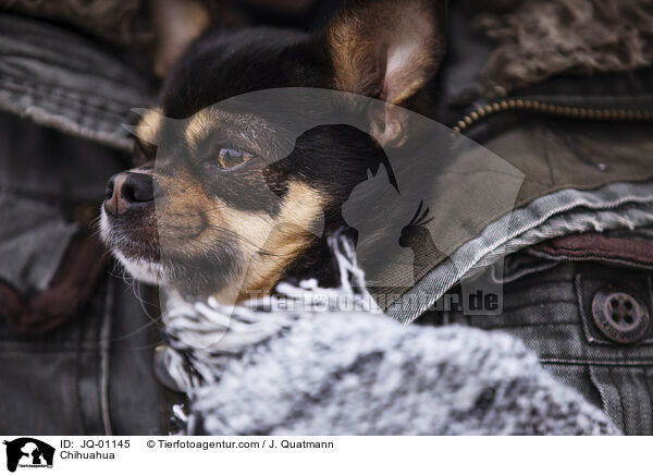 Chihuahua / Chihuahua / JQ-01145