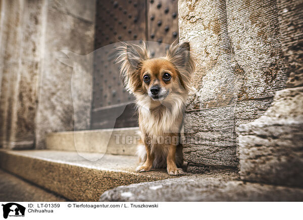 Chihuahua / LT-01359