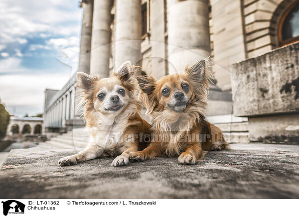 Chihuahuas / Chihuahuas / LT-01362