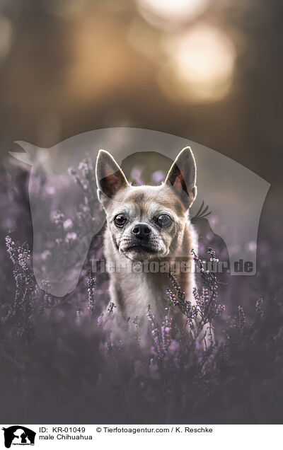 male Chihuahua / KR-01049
