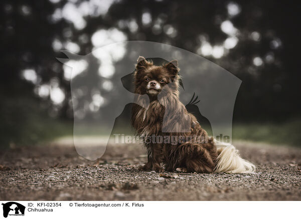 Chihuahua / KFI-02354