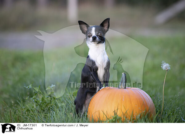 Chihuahua / JM-17301