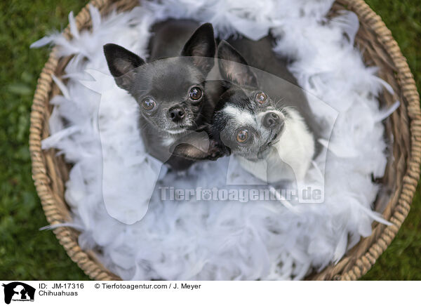 Chihuahuas / Chihuahuas / JM-17316
