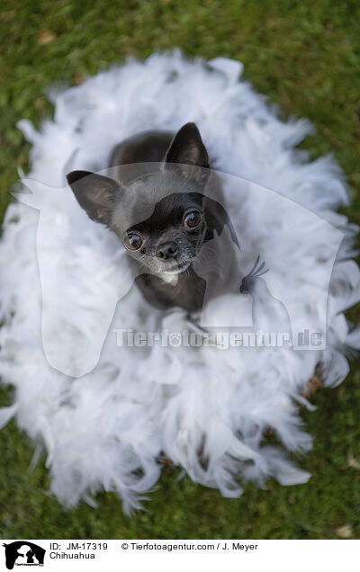 Chihuahua / JM-17319
