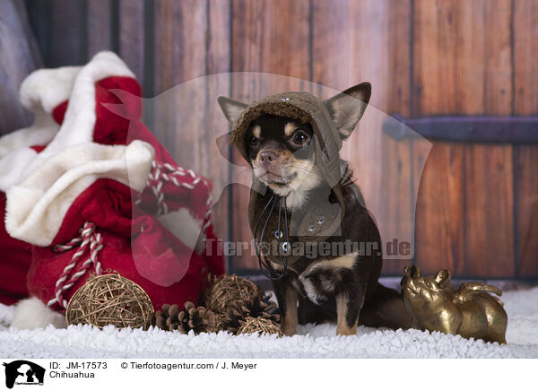 Chihuahua / Chihuahua / JM-17573