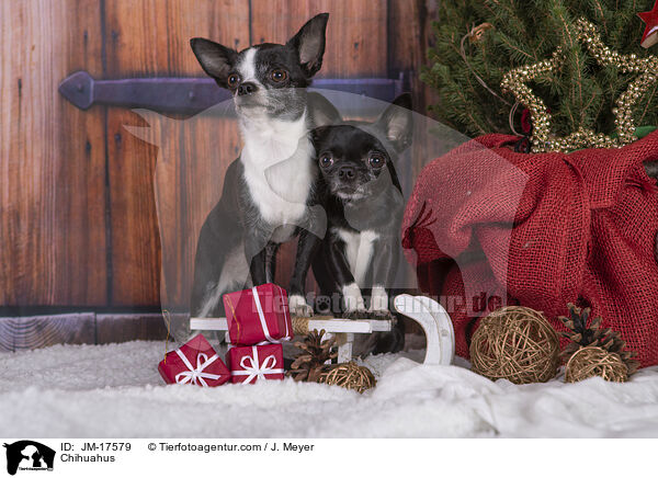 Chihuahus / Chihuahus / JM-17579