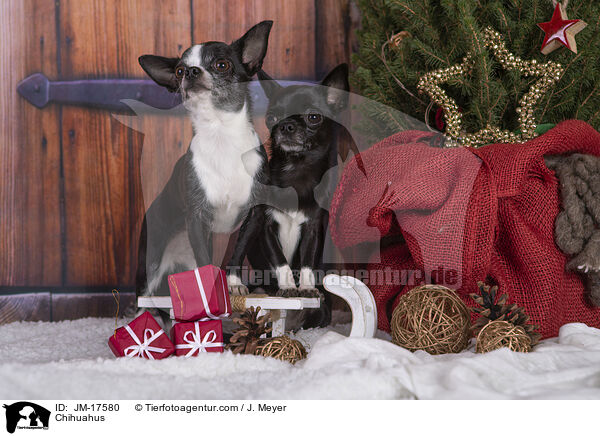 Chihuahus / Chihuahus / JM-17580